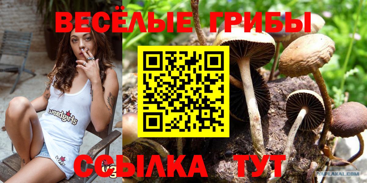 Новотроицк  Галлюциногенные грибы Magic Shrooms  цена   Псилоцибиновые грибы Cubensis  Вход с VPN 